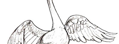 儿童画，怎么教孩子画一只小天鹅？