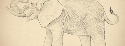 专业画大象教程：大象的分解与绘画