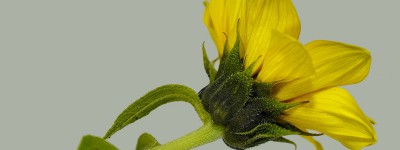 儿童植物儿童画 怎么画向日葵的画法图解教程