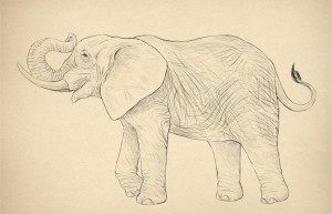 专业画大象教程：大象的分解与绘画