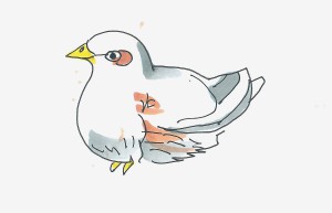 鸽子儿童画步骤 简单彩色儿童画鸽子的画法