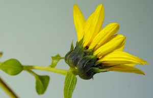 简单又漂亮植物涂色简笔画 简笔画向日葵的画法