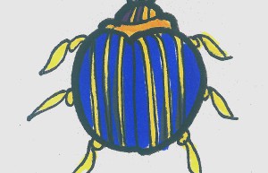 9~12岁幼儿美术 实用彩色简笔画甲虫怎么画