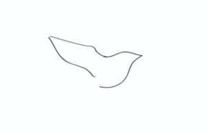 鸽子简笔画
