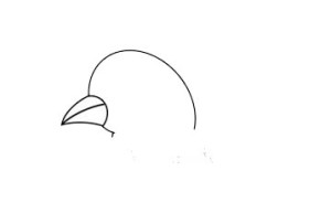 漂亮的鸽子简笔画