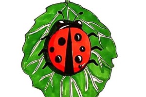 漂亮的七星瓢虫简笔画