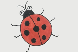 可爱的七星瓢虫