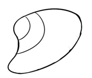 贝壳简笔画