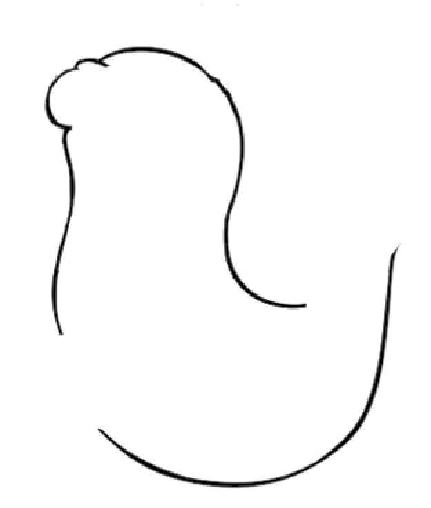 海狮简笔画