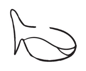 鲨鱼简笔画