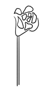 玫瑰花简笔画