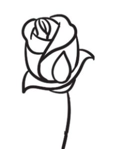 玫瑰花简笔画