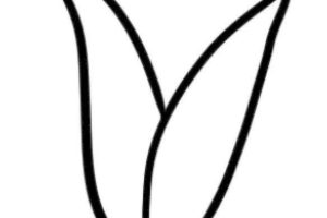 郁金香简笔画
