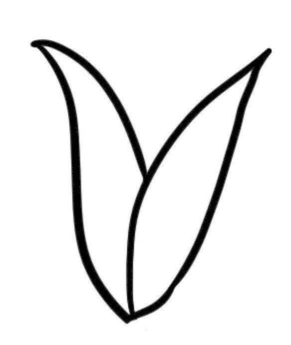 郁金香简笔画