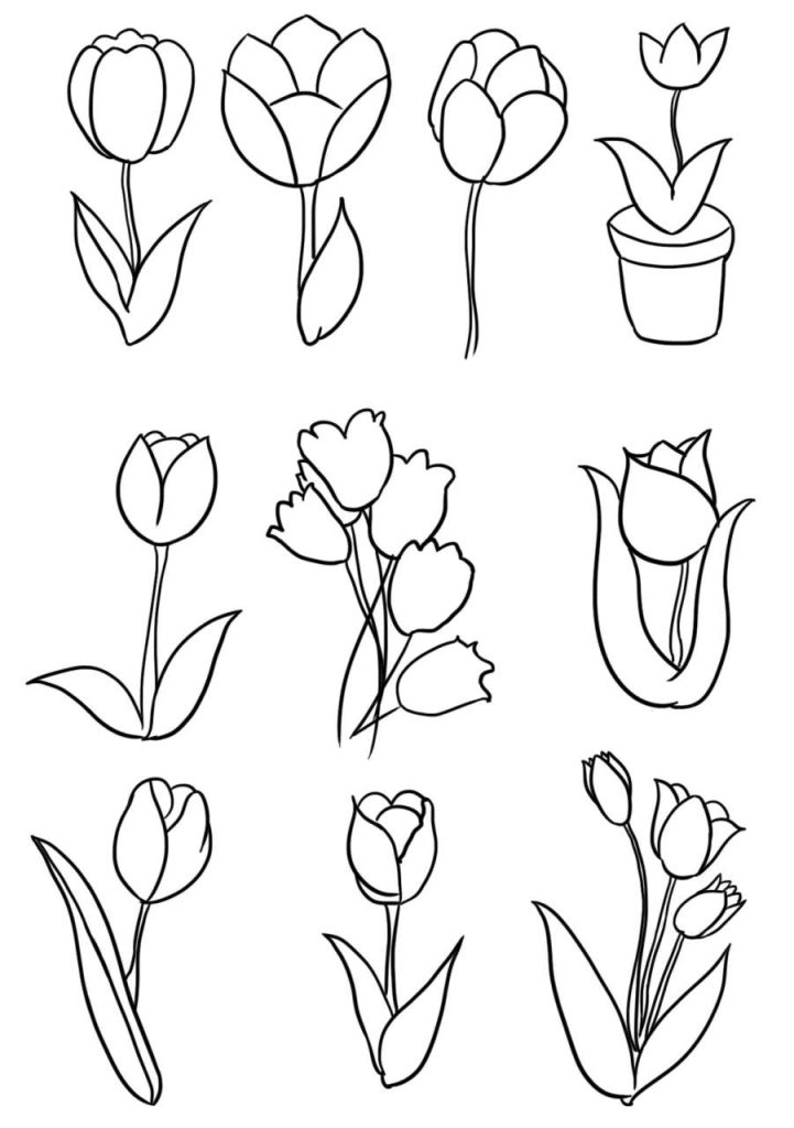 郁金香简笔画