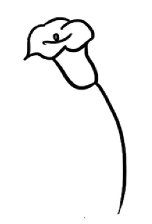 马蹄莲简笔画