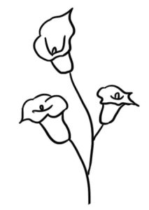 马蹄莲简笔画