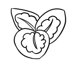 竹芋简笔画