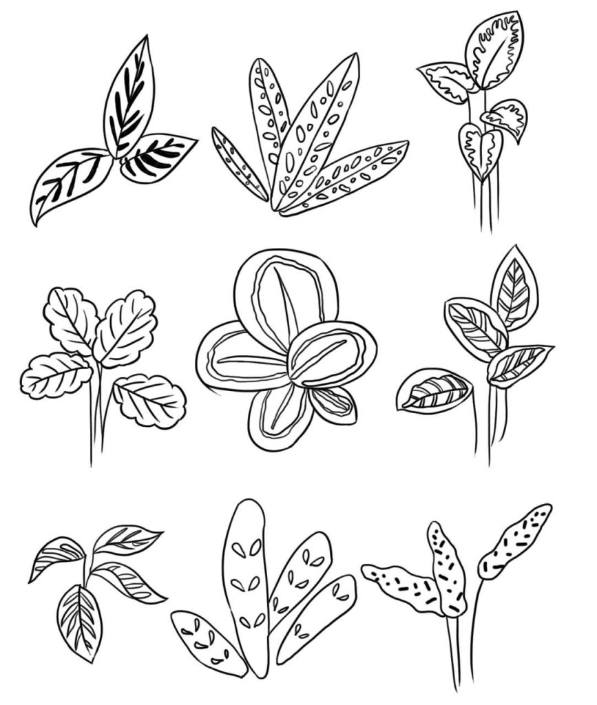 竹芋简笔画