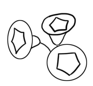 喇叭花简笔画
