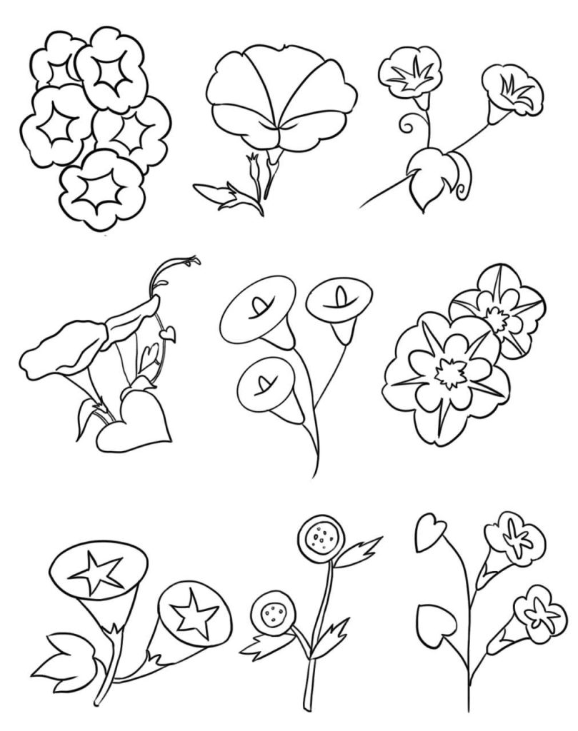 喇叭花简笔画
