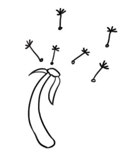 蒲公英简笔画