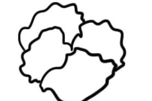 三色堇简笔画