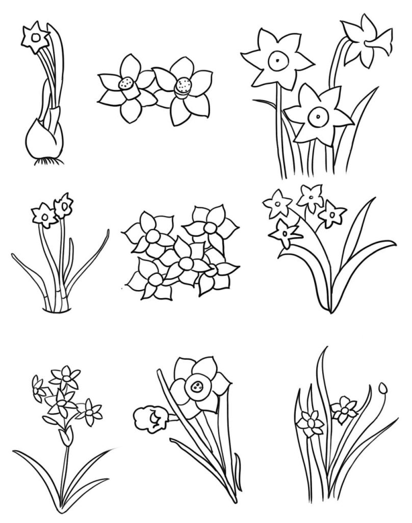 水仙花简笔画