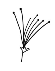 合欢花简笔画