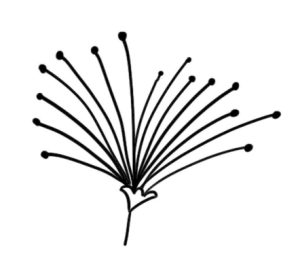合欢花简笔画