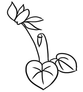 仙客来简笔画