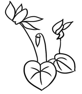 仙客来简笔画