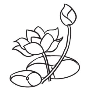 荷花简笔画