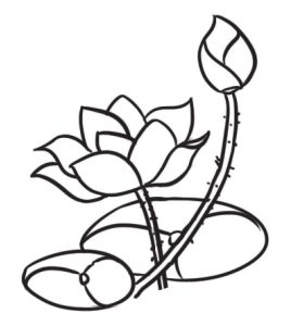 荷花简笔画