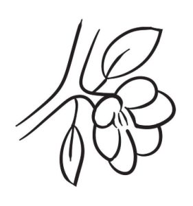 桃花简笔画