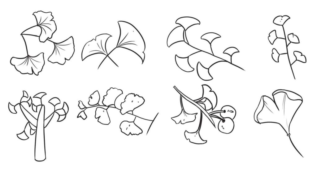 银杏简笔画