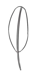 芭蕉树简笔画
