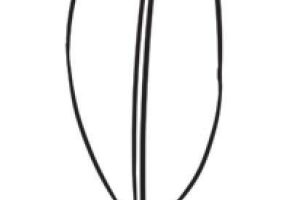 芭蕉树简笔画