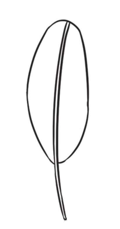 芭蕉树简笔画