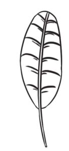 芭蕉树简笔画