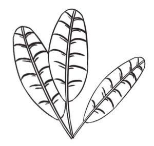 芭蕉树简笔画