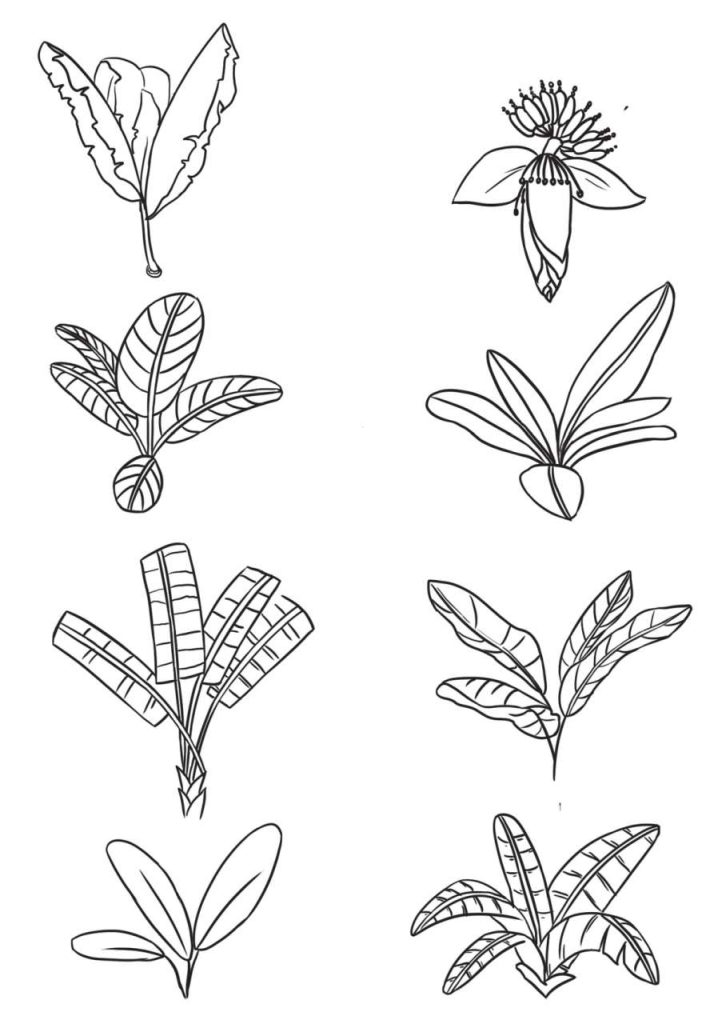 芭蕉树简笔画