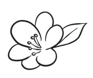 花卉简笔画