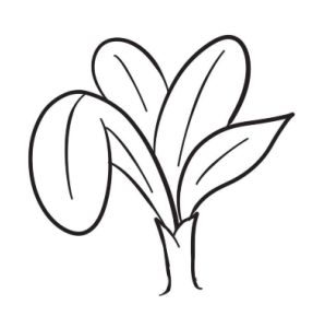 盆栽简笔画