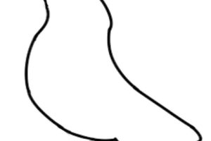 鸽子简笔画