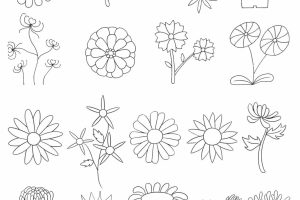 菊花简笔画