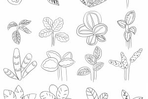 竹芋简笔画