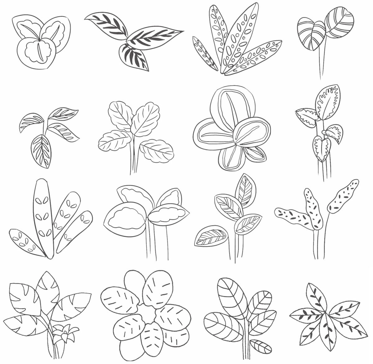 竹芋简笔画