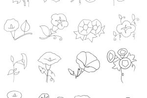 牵牛花简笔画