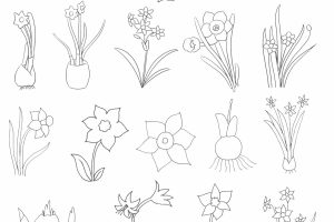 水仙花简笔画
